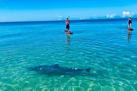 Bonita Springs Dolphin, Manatee, and Sea Turtle Adventure thumbnail 4