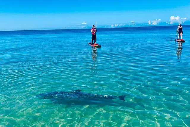 Bonita Springs Dolphin, Manatee, and Sea Turtle Adventure - Image 4