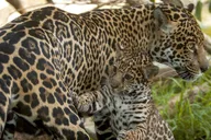 San Diego Zoo Admission Ticket thumbnail 1