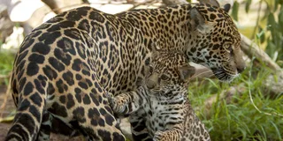 San Diego Zoo Admission Ticket