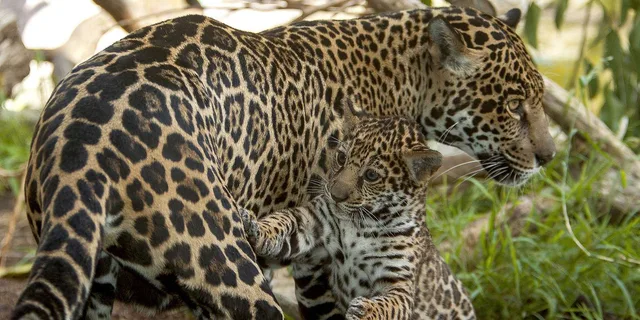 San Diego Zoo Admission Ticket - Image 1