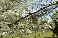 Atlanta Civil War to Civil Rights Tour thumbnail 6