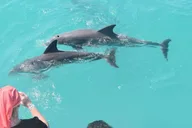 Key West Dolphin Watching and Snorkeling Cruise thumbnail 1