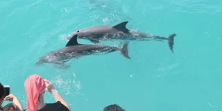 Key West Dolphin Watching and Snorkeling Cruise
