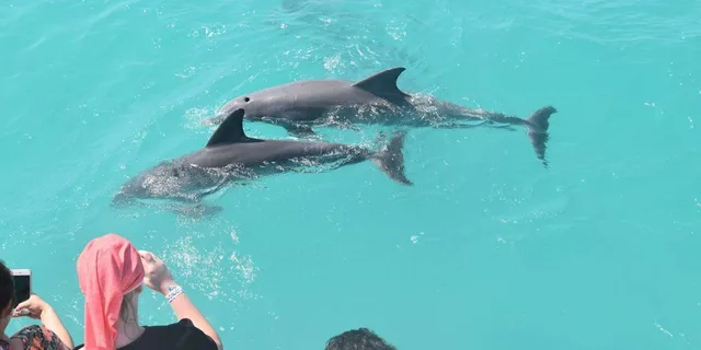 Key West Dolphin Watching and Snorkeling Cruise - Image 1