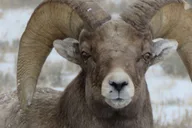 Jackson Hole Wildlife and Sleigh Ride Tour 8 hr thumbnail 4
