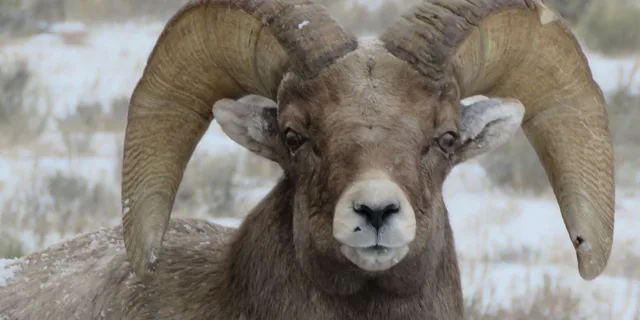 Jackson Hole Wildlife and Sleigh Ride Tour 8 hr - Image 4
