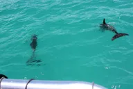 Miami to Key West Shuttle and Activities thumbnail 5
