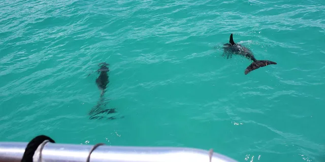 Miami to Key West Shuttle and Activities - Image 5