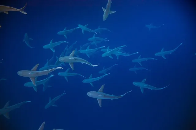 Haleiwa Shark Diving Tour - Image 5