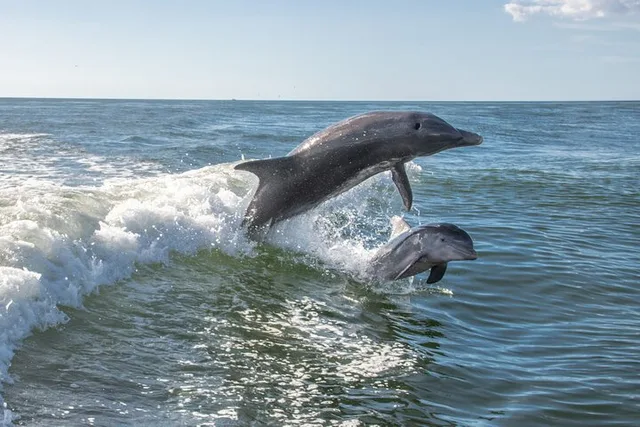 Anna Maria Island Dolphin Sightseeing Adventure - Image 6