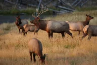 Yellowstone Wildlife and Scenic Private Tour thumbnail 1
