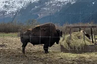 Anchorage Alaska Wildlife Conservation Center Tour thumbnail 6