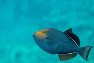 Kihei Molokini Snorkel and Sea Caves Tour 5.5 hr thumbnail 2