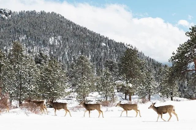 Estes Park Rocky Mountain National Park Private Tour - Image 6