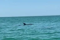 Clearwater Dolphin Jet Ski Tour 2 hr thumbnail 3