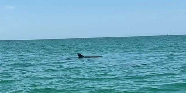Clearwater Dolphin Jet Ski Tour 2 hr - Image 3