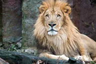 Boston Franklin Park Zoo Entry Ticket thumbnail 1