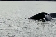 Ketchikan Wildlife and Whale Watching Tour thumbnail 4