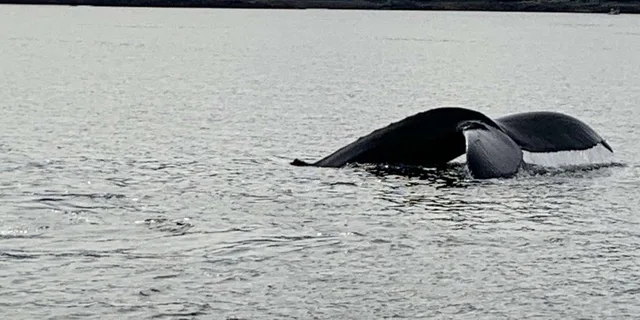 Ketchikan Wildlife and Whale Watching Tour - Image 4
