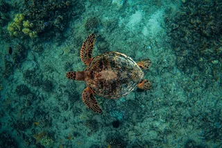 Waikiki Turtle Snorkeling Experience on Nalu