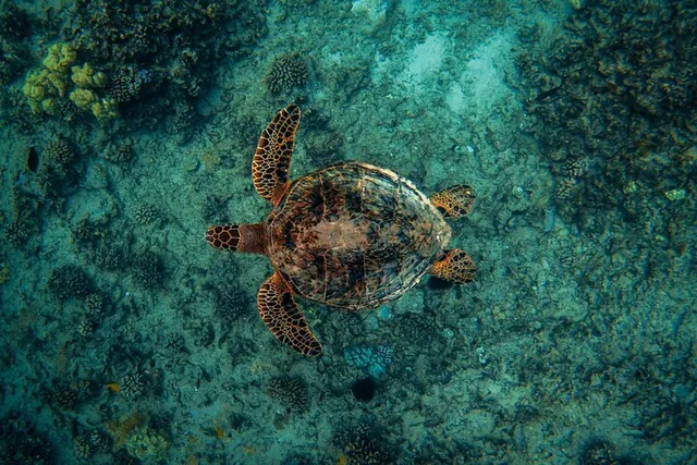Waikiki Turtle Snorkeling Experience on Nalu - Image 1