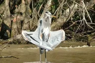 New Orleans Honey Island Swamp Tour thumbnail 2