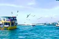 Destin Harbor Boat Ride and Dolphin Watching thumbnail 4