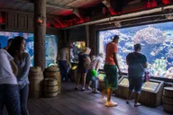 Houston Downtown Aquarium All Day Pass thumbnail 4