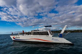 Waikoloa Whale Watching Cruise 90 Min