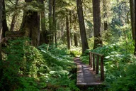 Ketchikan Old-Growth Creek Trek thumbnail 5
