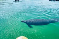 Fort Myers Dolphin and Manatee Adventure Tour 2 hr thumbnail 6