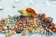 10,000 Islands Private Shelling Tour thumbnail 2
