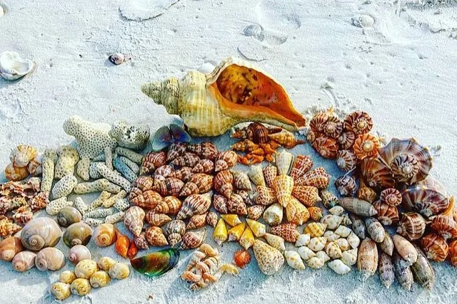 10,000 Islands Private Shelling Tour - Image 2