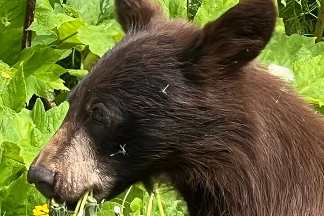 Juneau Rainforest Hike and City Tour - Image 5