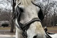 New York City Central Park Horse-Drawn Carriage Tour thumbnail 4