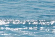 Newport Beach Whale Watching Cruise thumbnail 5