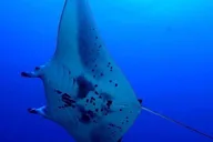 Kailua-Kona Manta Snorkel Tour at Night thumbnail 3