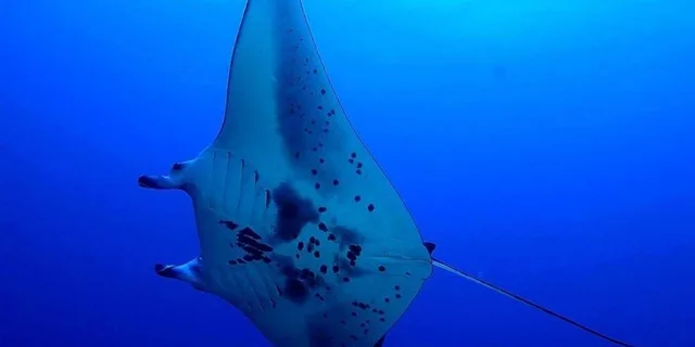 Kailua-Kona Manta Snorkel Tour at Night - Image 3