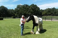 Ocala Gypsy Gold Horse Farm Tour 2 hr thumbnail 5