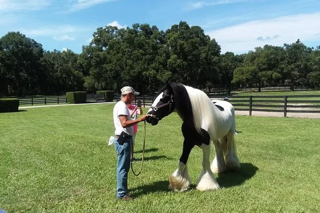 Ocala Gypsy Gold Horse Farm Tour 2 hr - Image 5