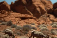 Las Vegas Off-Road Wildlife and Ghost Town Adventure thumbnail 5