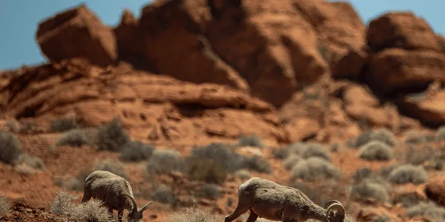 Las Vegas Off-Road Wildlife and Ghost Town Adventure - Image 5