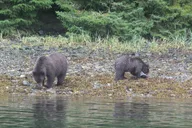 Sitka Marine Wildlife Tour thumbnail 2