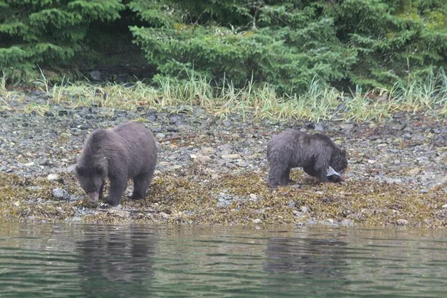 Sitka Marine Wildlife Tour - Image 2