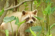 New Orleans Swamp and Bayou Boat Tour thumbnail 2