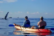 Maui Kayak and Whale Watching Tour 3 hr thumbnail 6