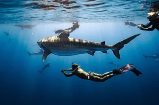 Oahu Shark Dive Educational Tour