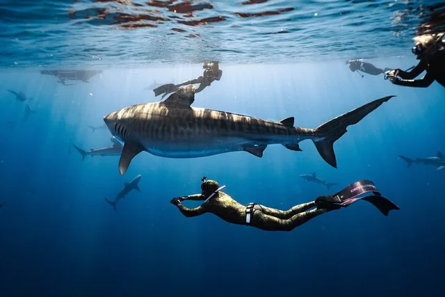 Oahu Shark Dive Educational Tour - Image 1