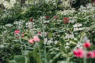 Bainbridge Island Bloedel Reserve Tour 3 hr thumbnail 4